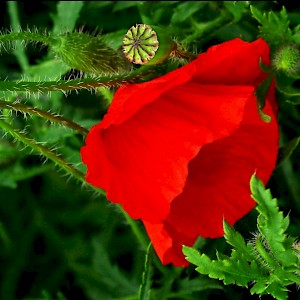 thumbnail of image name