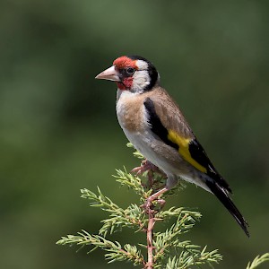 Goldfich