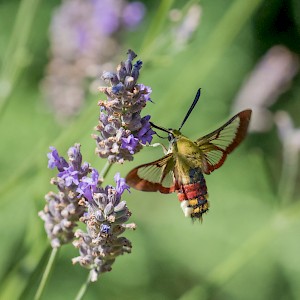 Humming bird moth #2